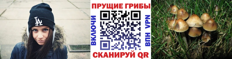 закладки  Хотьково  Псилоцибиновые грибы MAGIC MUSHROOMS 